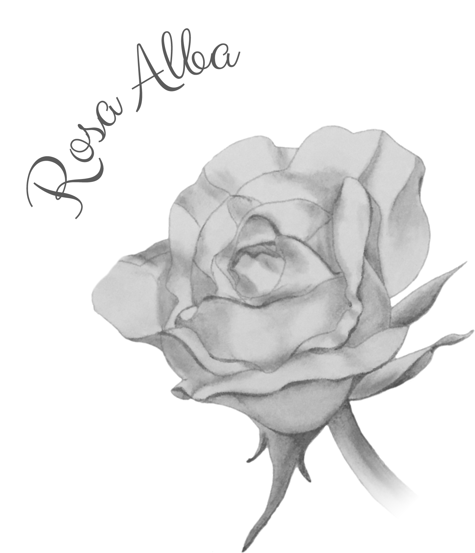logo Rosa Alba